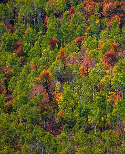 Gulin, Sylvia 아티스트의 USA-Utah-east of Logan on highway 89 and Aspen Grove and Canyon Maple in autumn colors작품입니다.